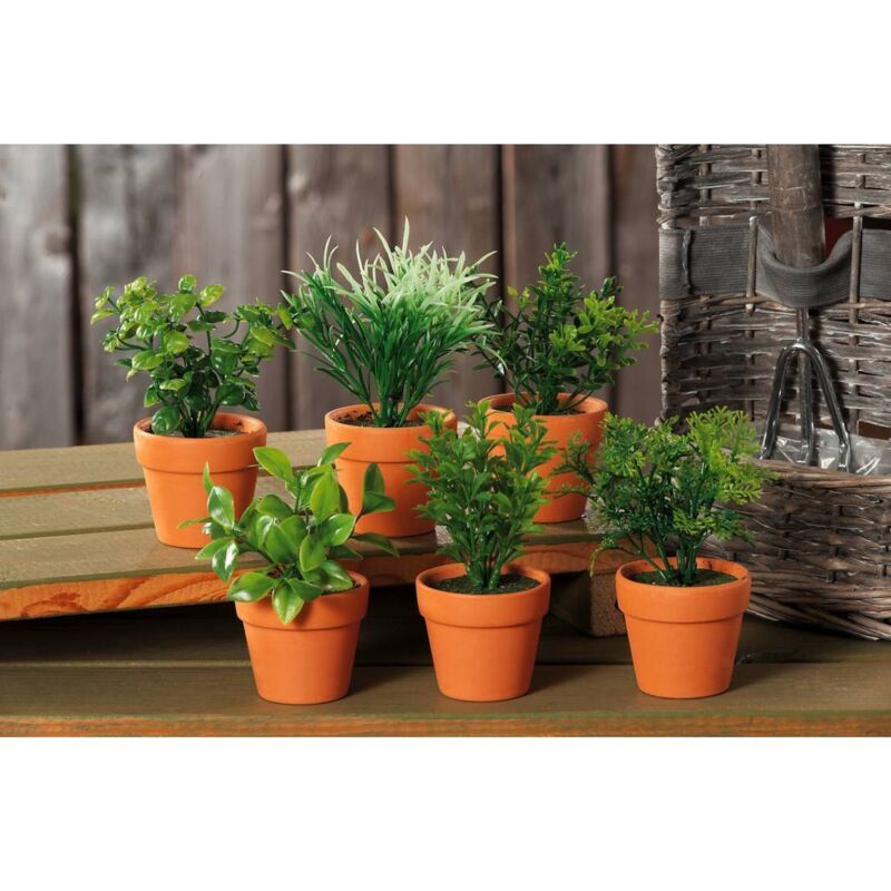 foto del prodotto ad trend piantina aromatica decorativa d.6.5xh13.5cm in 6 m
