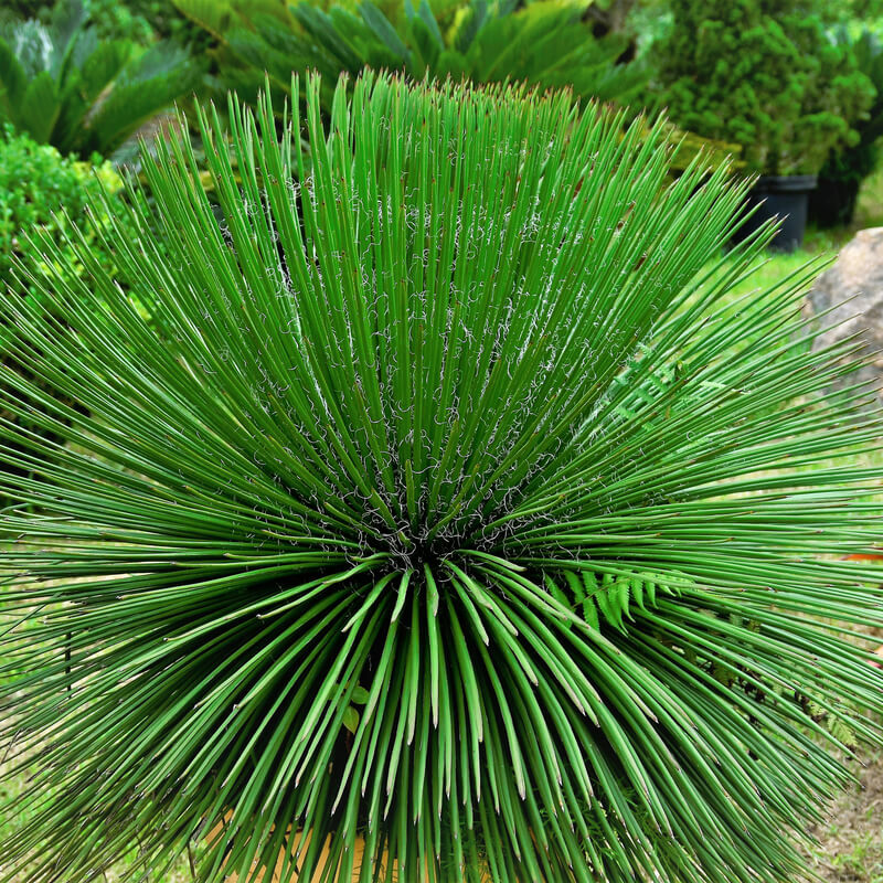 foto del prodotto agave americana blu