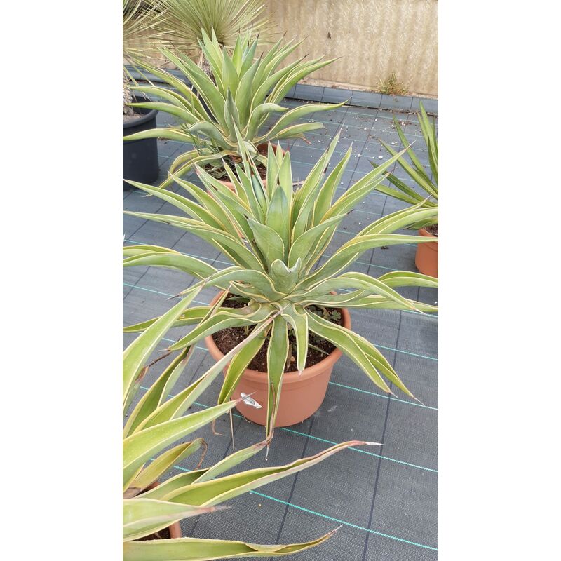 foto del prodotto agave desmettiana marginata