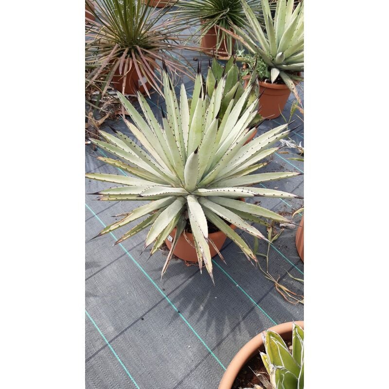 foto del prodotto agave macroacantha