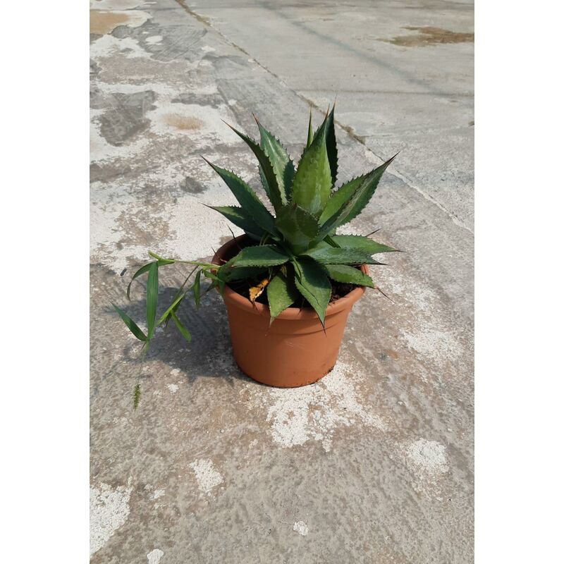 foto del prodotto agave salmiana ferox