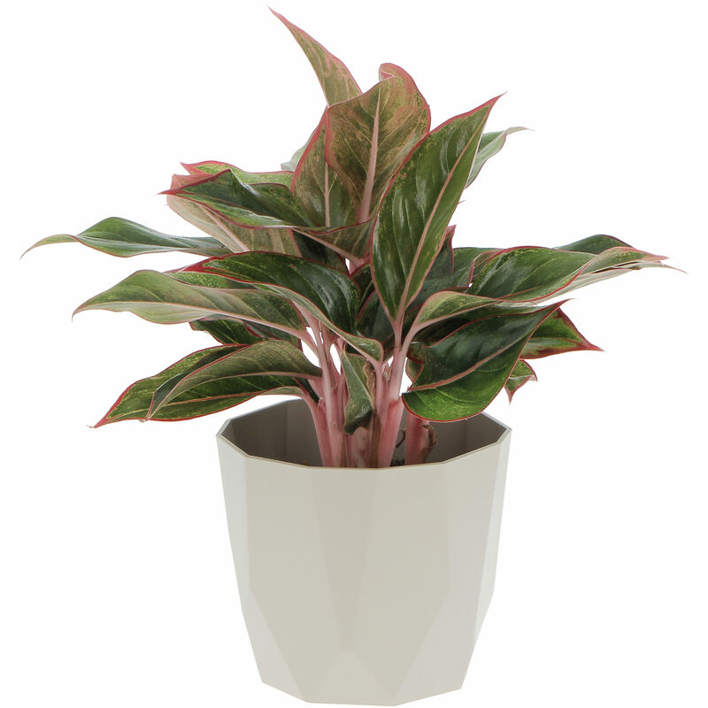 foto del prodotto aglaonema light star con eco vaso grigio pianta vera purifica aria h 30 40 cm vaso 12 cm