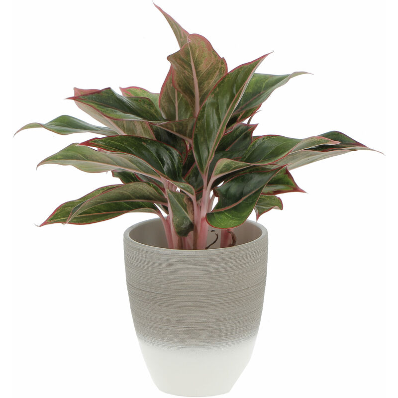 foto del prodotto aglaonema light star con vaso in ceramica espresso cream pianta vera purifica aria h 30 40 cm vaso 12 cm