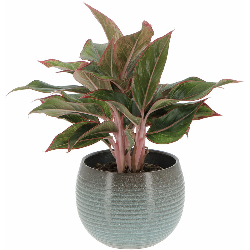 foto del prodotto aglaonema light star con vaso in ceramica wild sea pianta vera purifica aria h 30 40 cm vaso 12 cm
