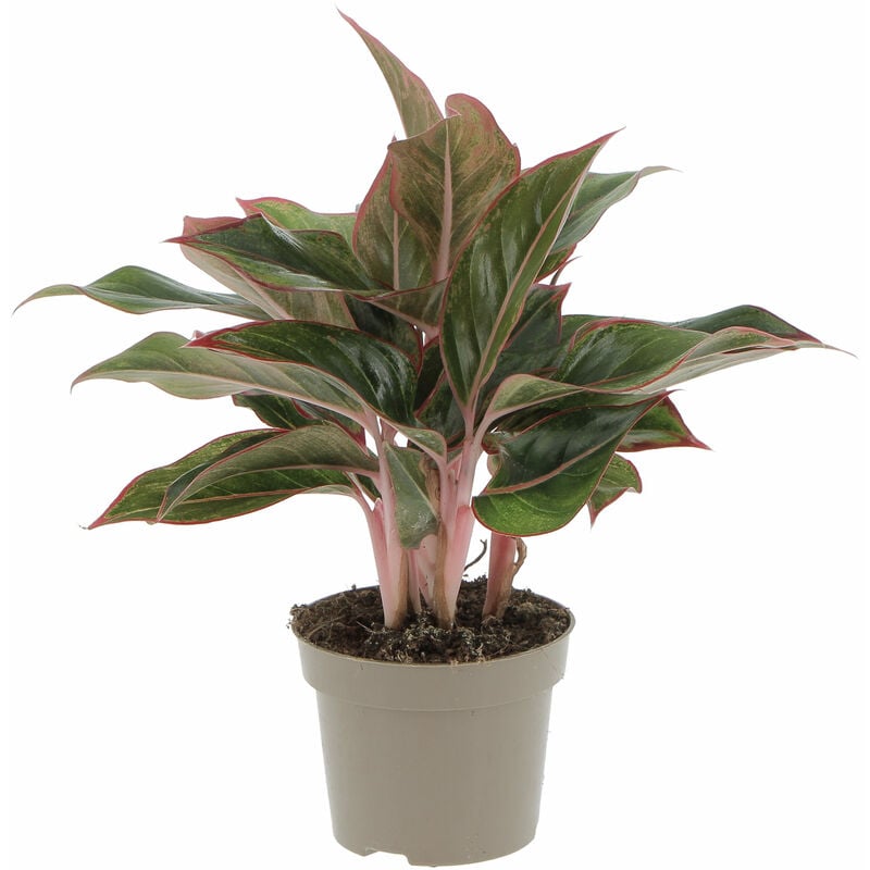foto del prodotto aglaonema light star pianta vera purifica aria h 30 40 cm vaso 12 cm
