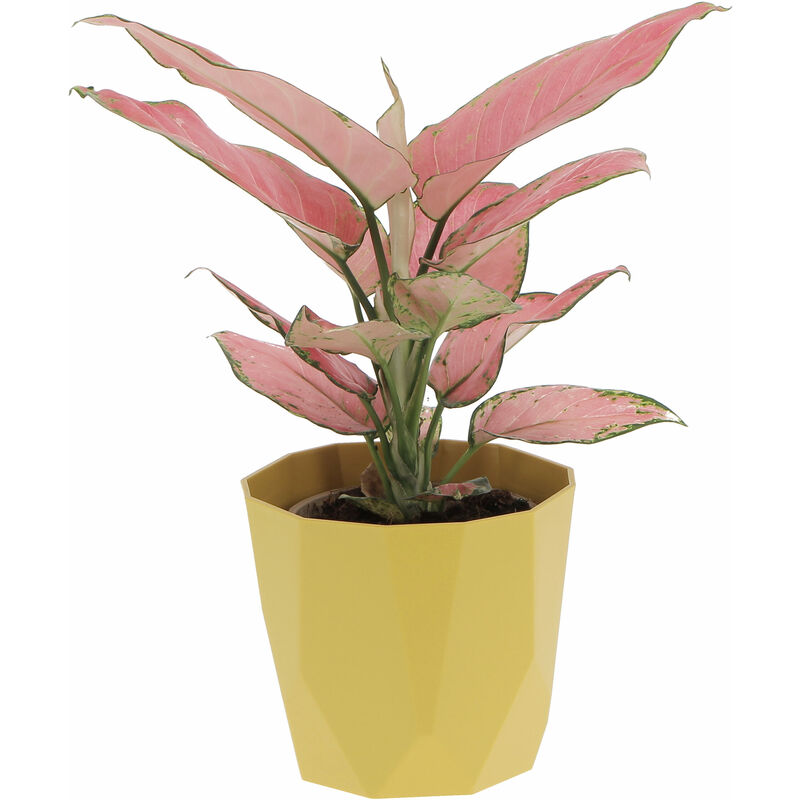 foto del prodotto aglaonema pink star con eco vaso ocra pianta vera purifica aria h 30 35 cm vaso 12 cm