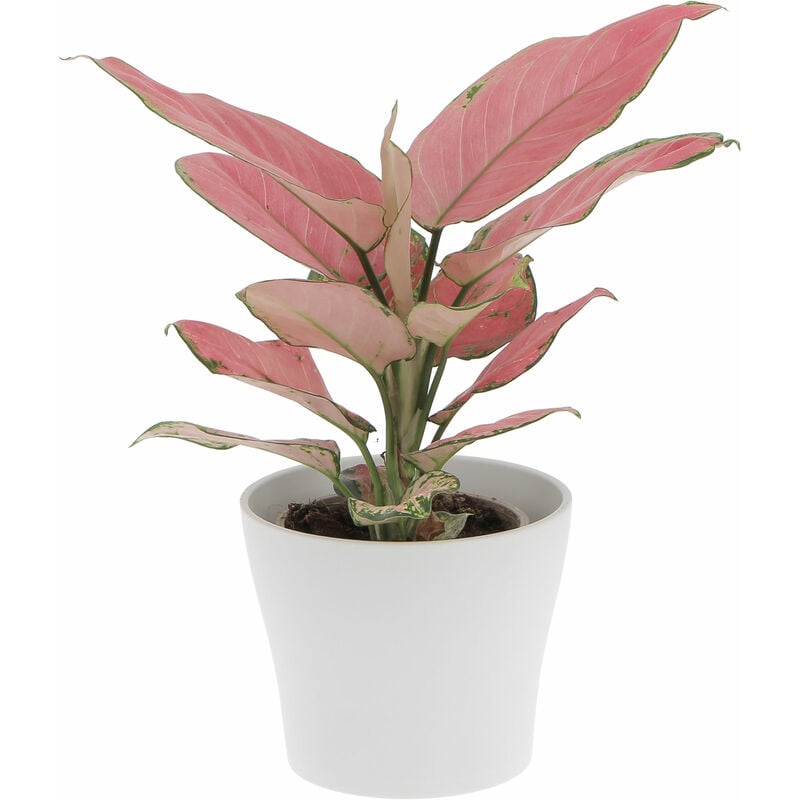 foto del prodotto aglaonema pink star con vaso in ceramica panna - pianta vera purifica aria - h 30-35 cm vaso ø 12 cm
