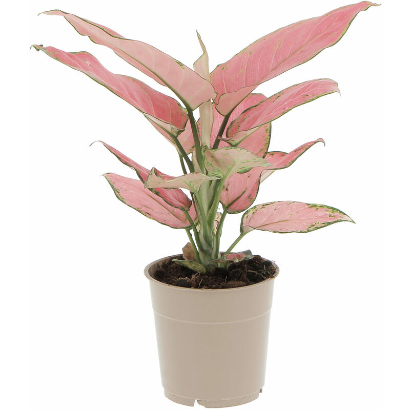 foto del prodotto aglaonema pink star pianta vera purifica aria h 30 35 cm vaso 12 cm