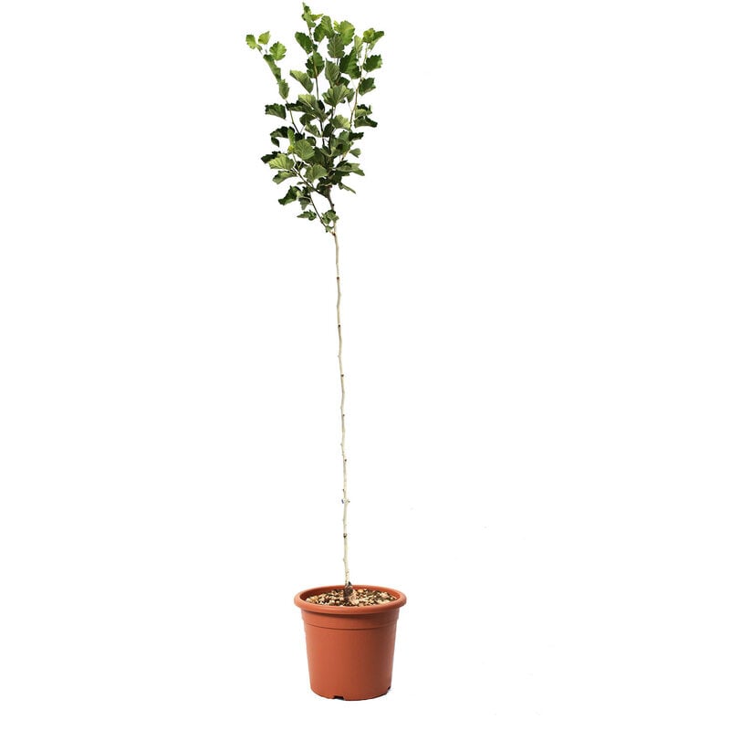 foto del prodotto alberello di azzeruolo pianta vera da frutto vaso 24 cm