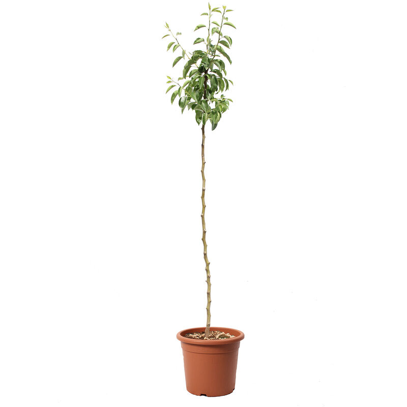foto del prodotto alberello di pero williams pyrus communis piante vere da esterno pianta da frutto vaso da coltura 24 cm
