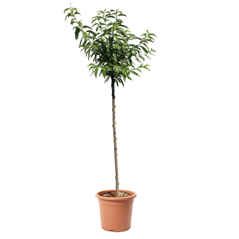 foto del prodotto albero di mandorlo prunus dulcis piante vere da frutto vaso 28 cm