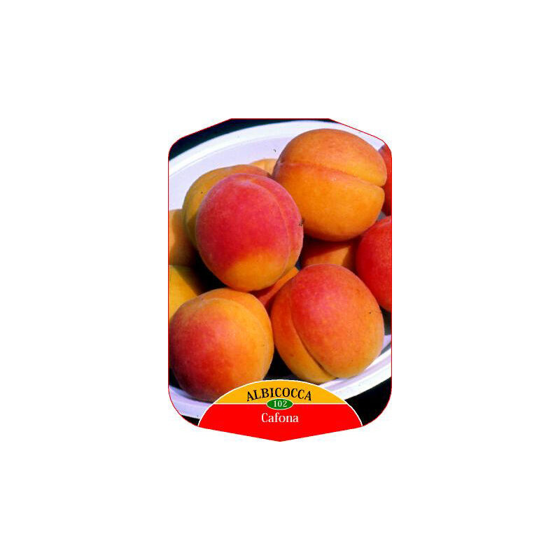 foto del prodotto albicocco cafona prunus armeniaca rosaceae pianta da frutto frutta foto reali
