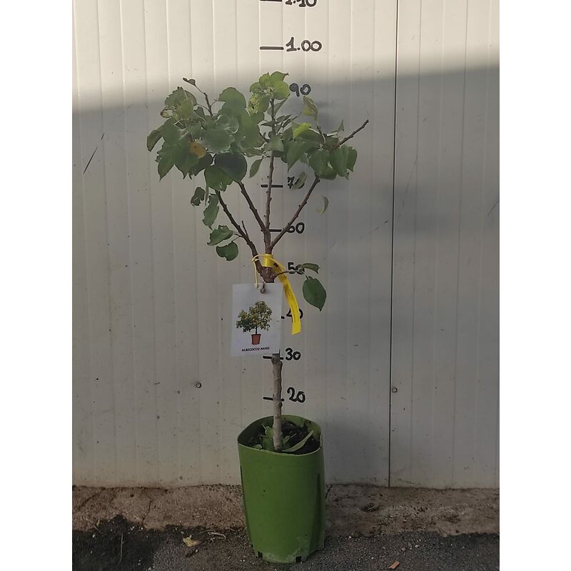 foto del prodotto albicocco nano pianta da frutto, nano, pianta da vaso