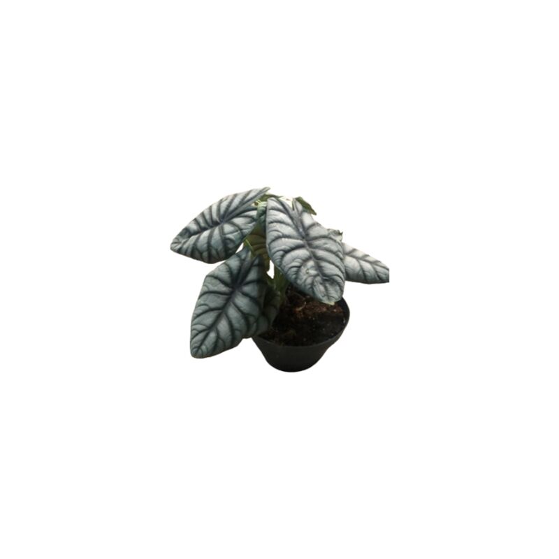foto del prodotto alocasia dragon
