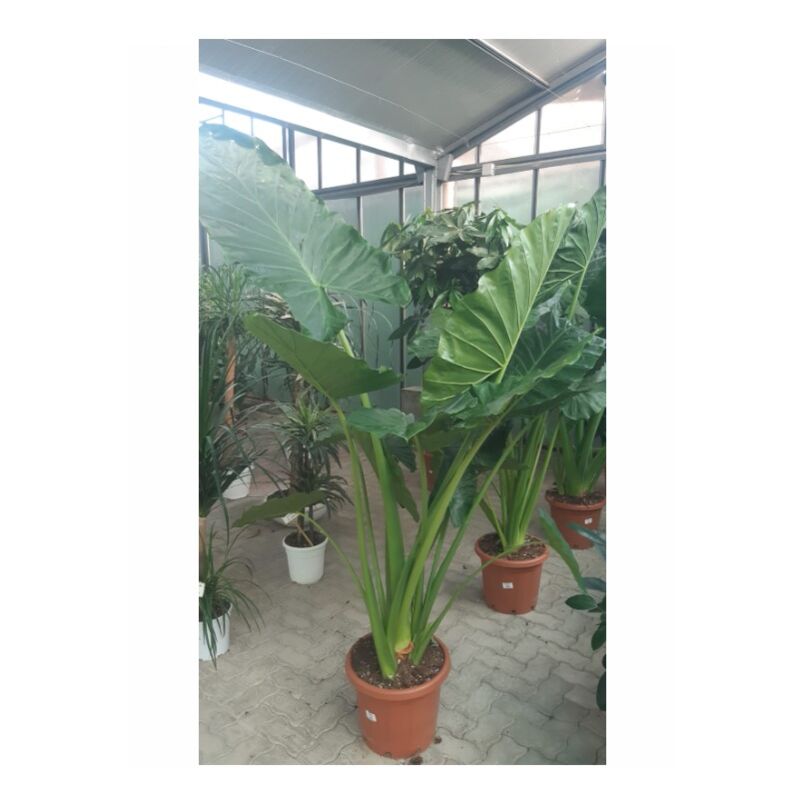 foto del prodotto aloe arborescens