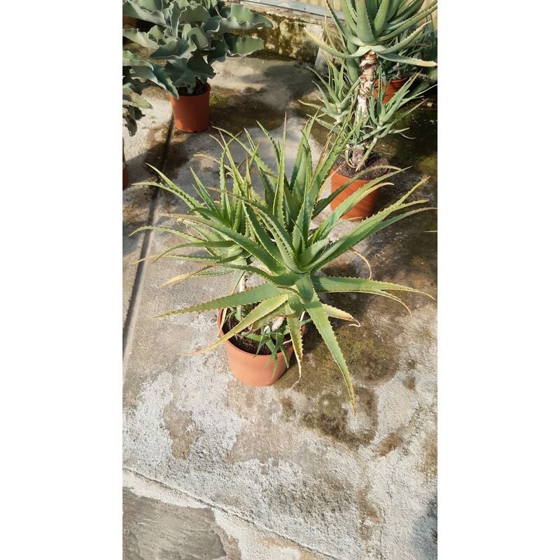 foto del prodotto aloe arborescens