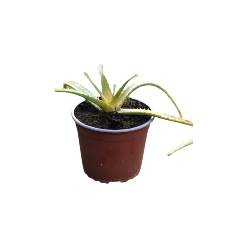foto del prodotto aloe arborescens