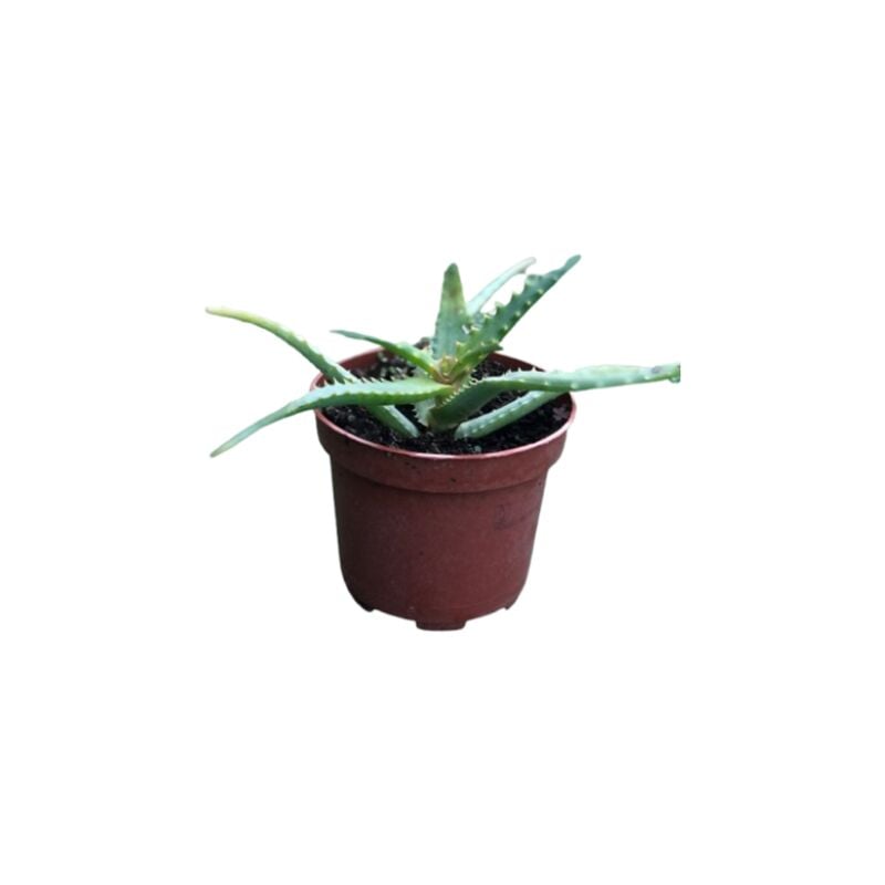 foto del prodotto aloe arborescens