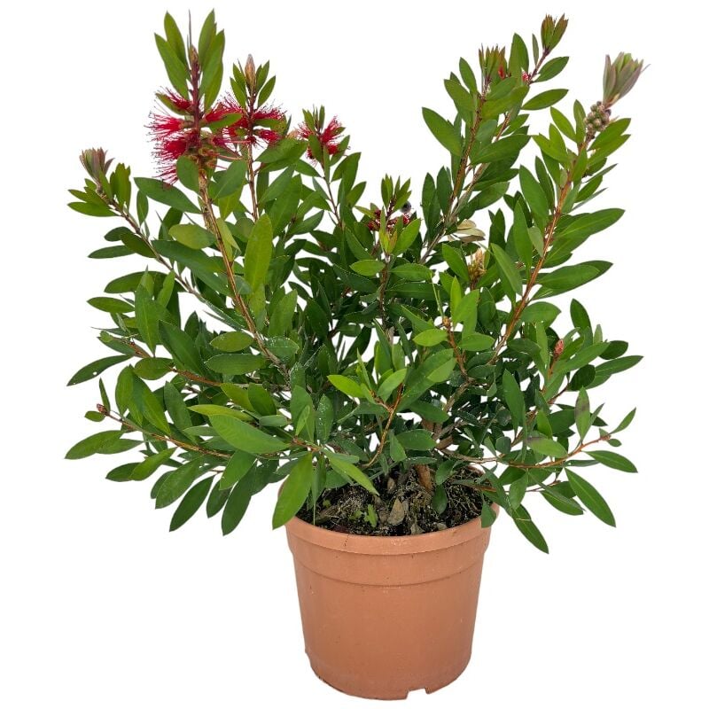foto del prodotto amdgarden - pianta callistemon red citrinus spazzolino rosso cespuglio vaso 16/18 foto reale