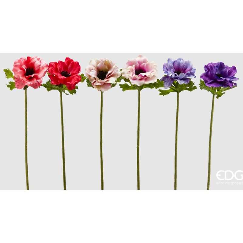 foto del prodotto anemone rex h40 viola scuro