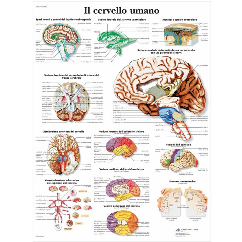 foto del prodotto ansell 3b scientific vr4615l il cervello umano