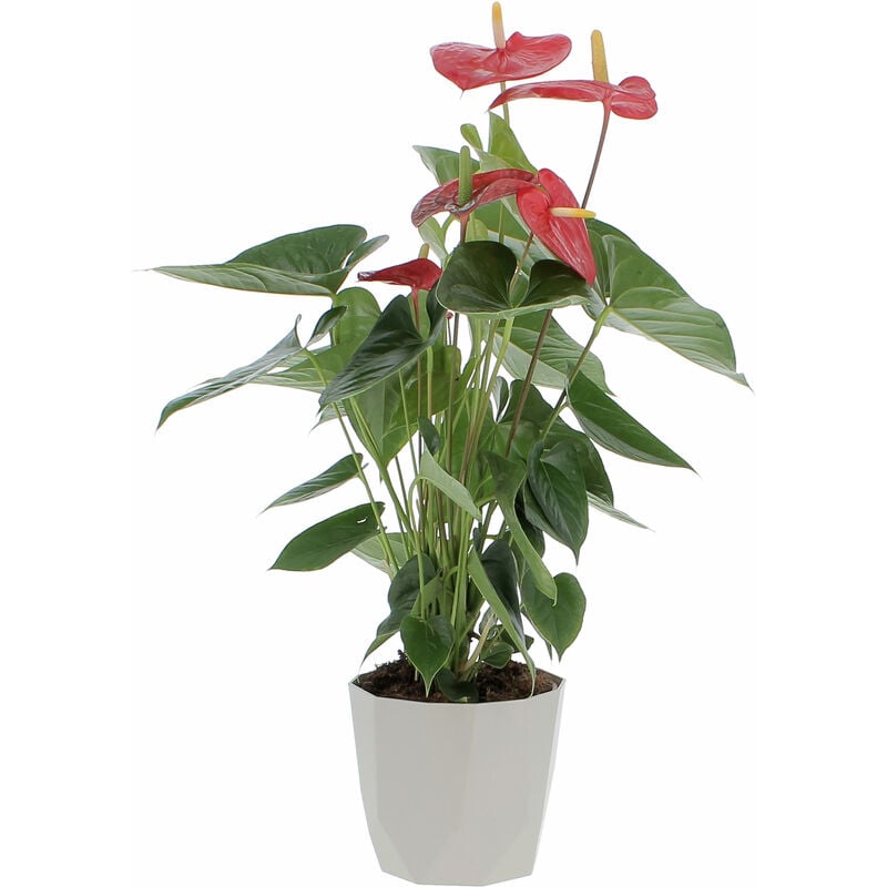 foto del prodotto anthurium andreanum rosso con eco vaso grigio pianta purifica aria h 65 75 cm vaso 17 cm