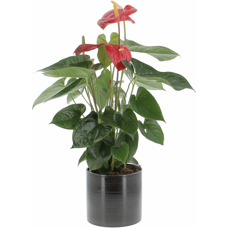 foto del prodotto anthurium andreanum rosso con vaso in ceramica glass grey - pianta purifica aria - h 65-75 cm vaso ø 17 cm