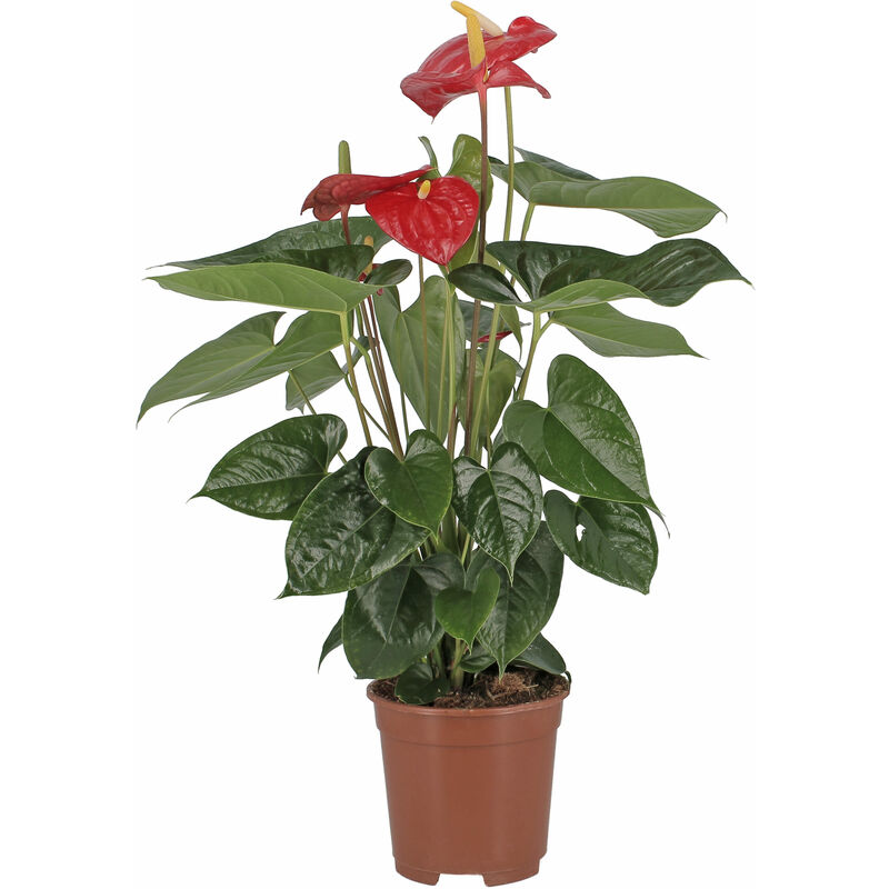 foto del prodotto anthurium andreanum rosso pianta purifica aria h 65 75 cm vaso 17 cm