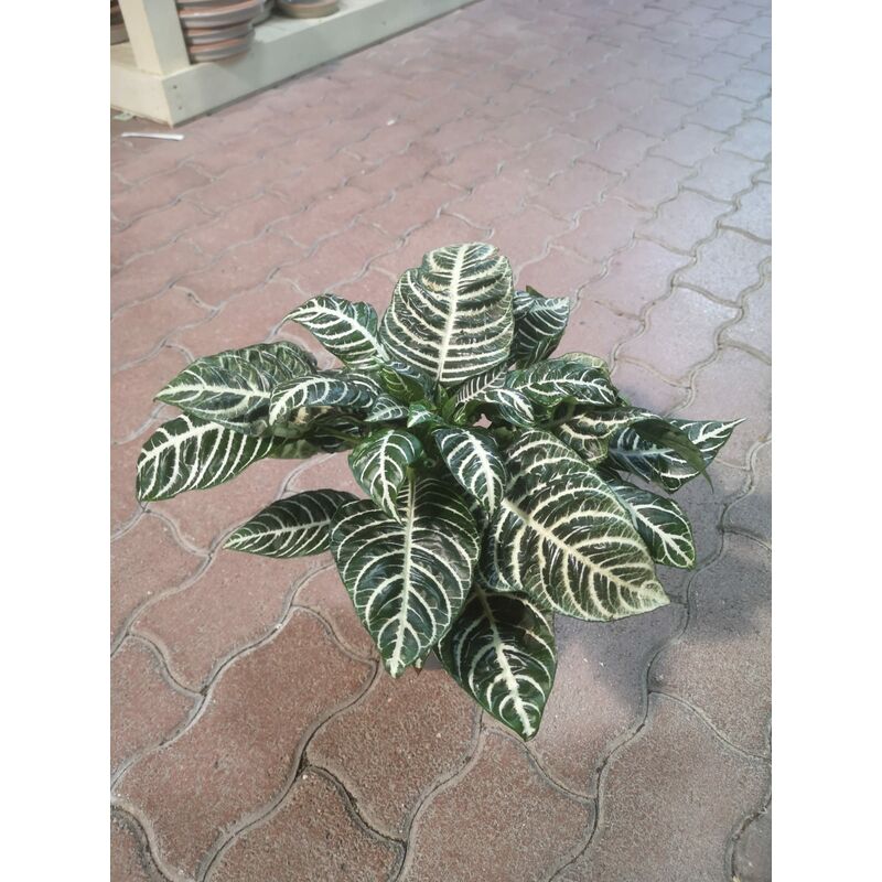 foto del prodotto aphelandra squarrosa