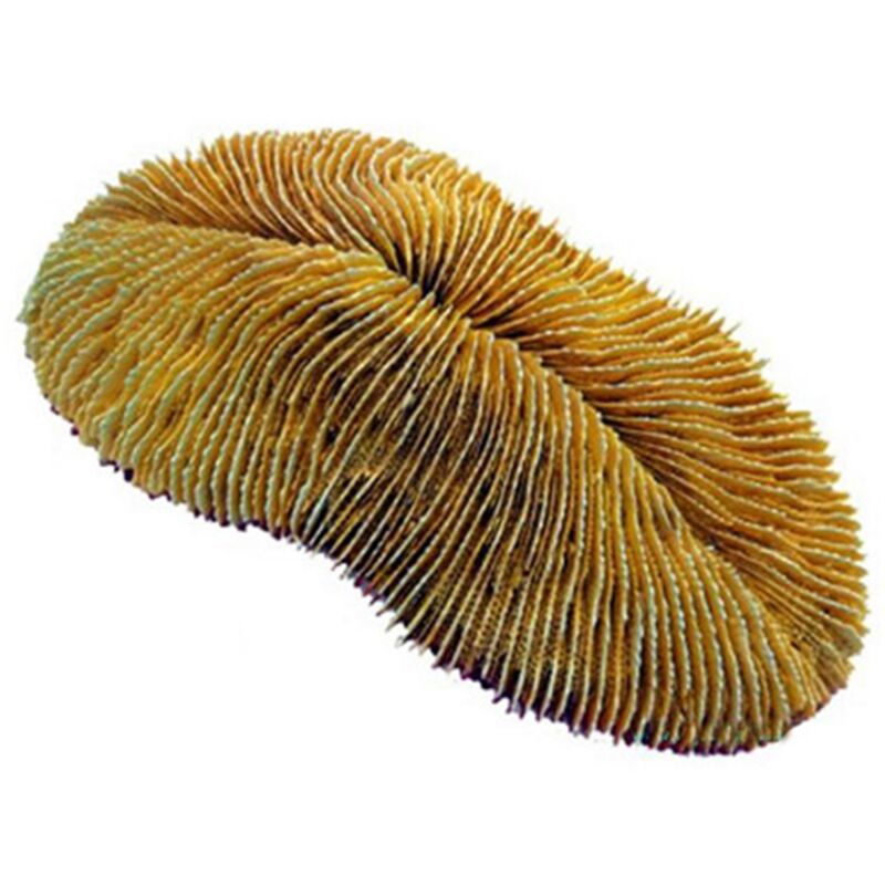 foto del prodotto aql decorazione corallo in resina modello herpolitha limaxerpolitha limax cm18x8x7h