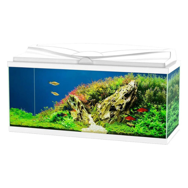 foto del prodotto aquario aqua 80 led askoll bianco 80 x 30 x 41,5 1 ordine scegli lo sconto bzr5 bzr20 200 punti fedelt 