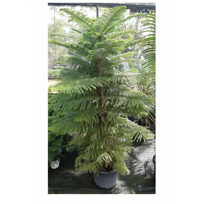 foto del prodotto araucaria hawaii