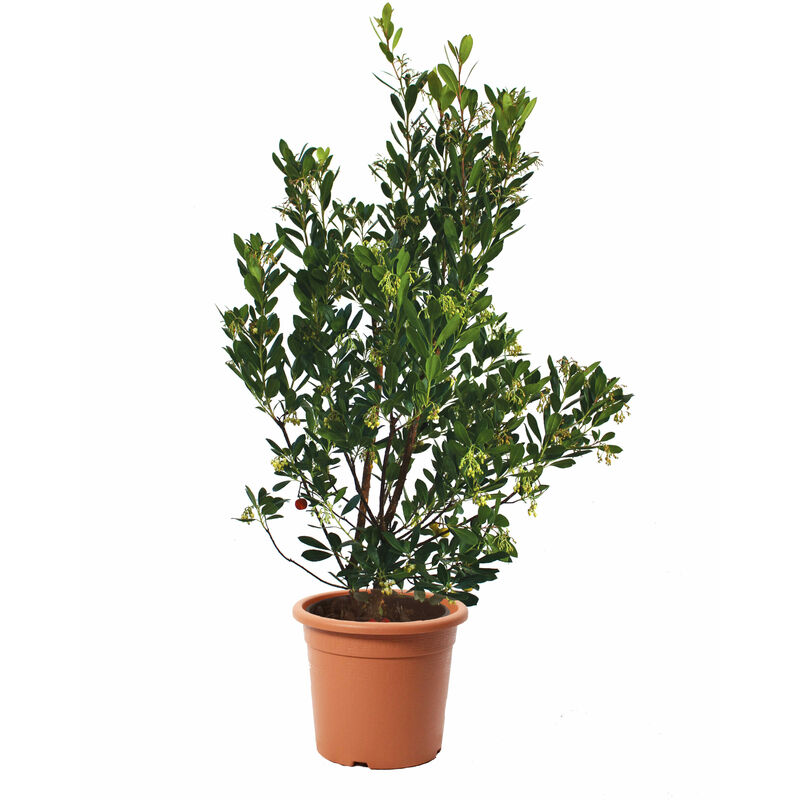 foto del prodotto arbutus unedo corbezzolo piante da esterno vere albero da frutto h 125 150 cm vaso 30 cm