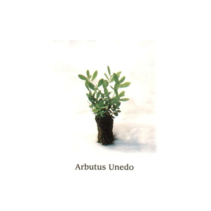 foto del prodotto arbutus unedo v14 pianta giovane