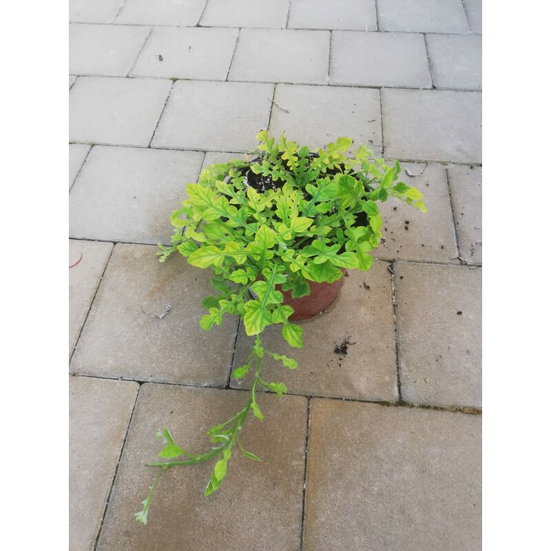 foto del prodotto arctotheca calendula v17