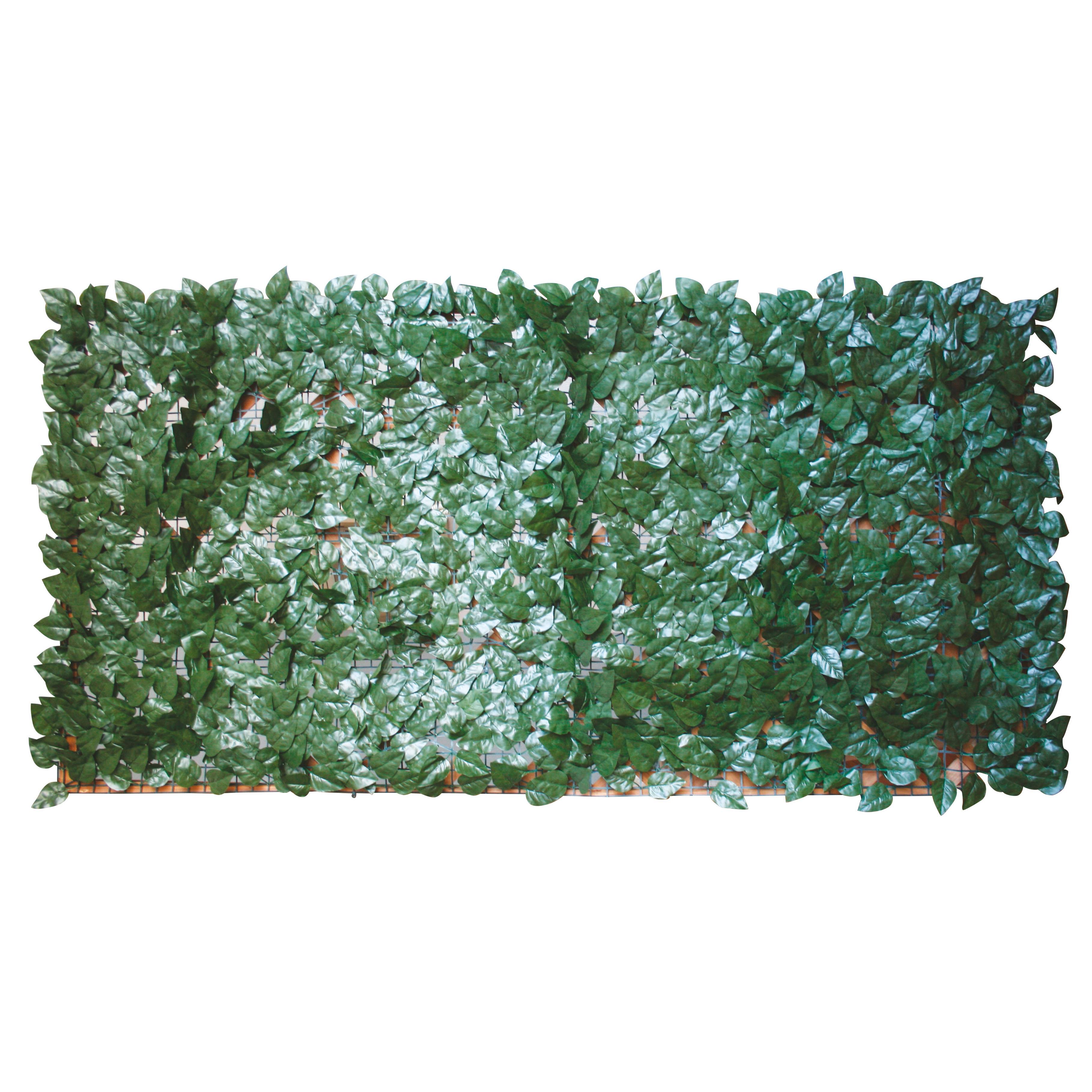 foto del prodotto arella sempreverde lauro 1,5x3 m