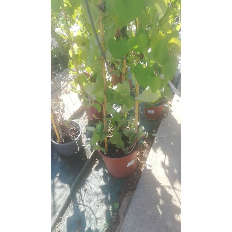 foto del prodotto aristolochia gigantea v30