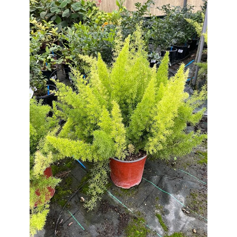 foto del prodotto asparagus densiflorus myersii