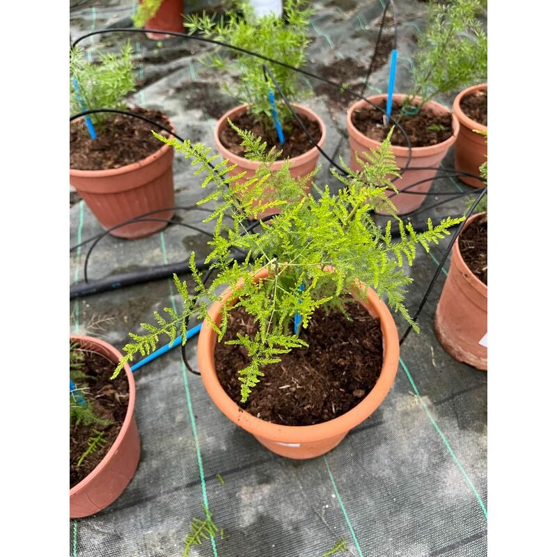 foto del prodotto asparagus setaceus