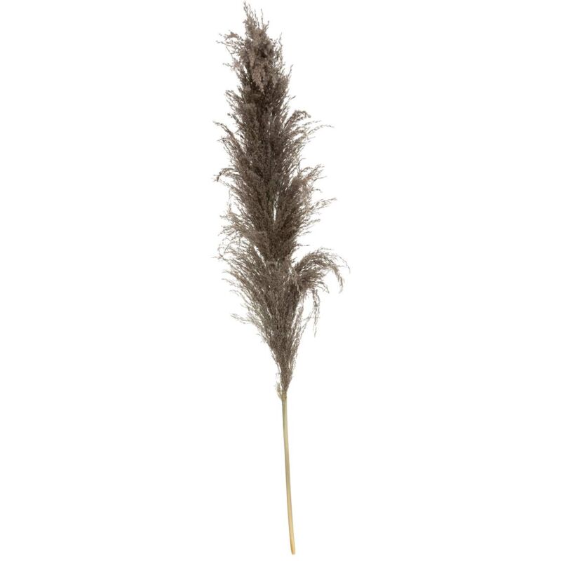 foto del prodotto atmosphera 3 fiori secchi pampa brune h110cm cr ateur d int rieur
