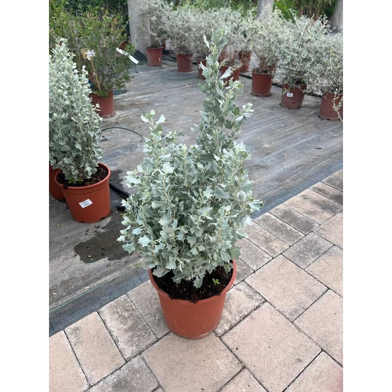 foto del prodotto atriplex nummularifolia silver holly