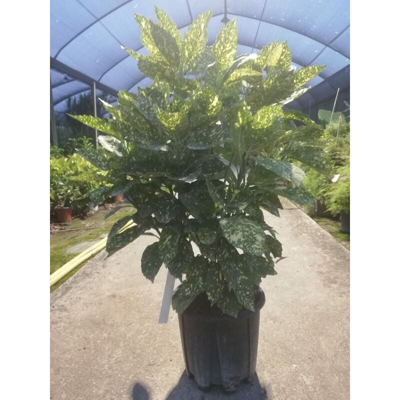 foto del prodotto aucuba japonica v26 80 90 cm