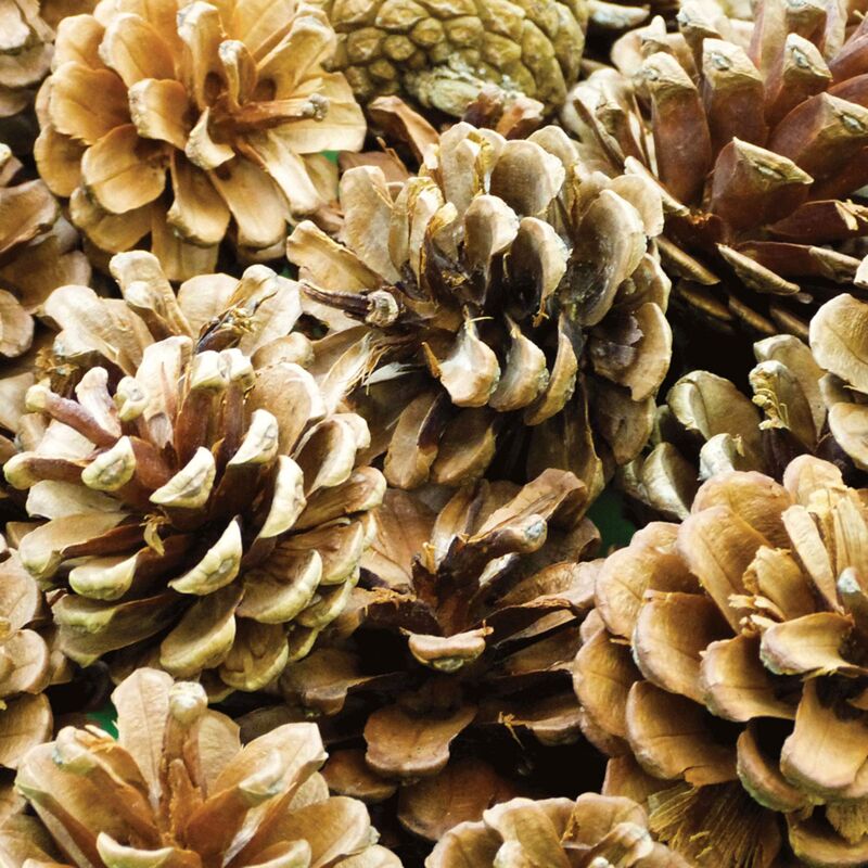 foto del prodotto baker ross pigne naturali af923, ideali per progetti artistici e artigianali, collage o decorazione confezione da 250 g 