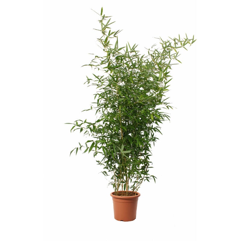 foto del prodotto bambusa spectabilis bamboo pianta vera da esterno piante per giardino balcone terrazzo h 145 170 cm vaso 24 cm
