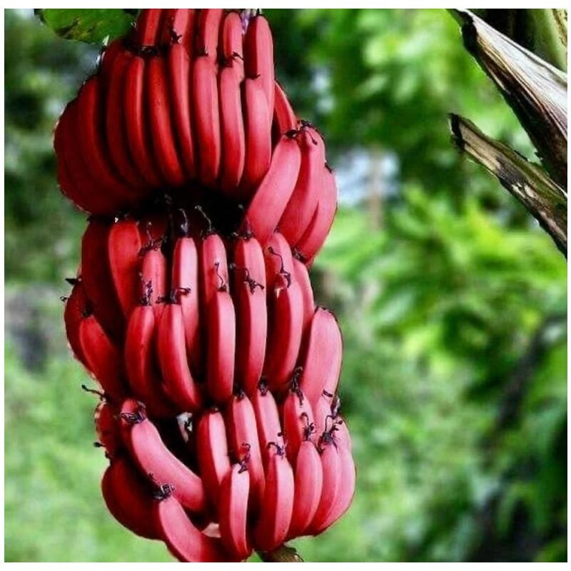 foto del prodotto banana rosso pianta di musa acuminata banano red dacca frutta tropicale vivo