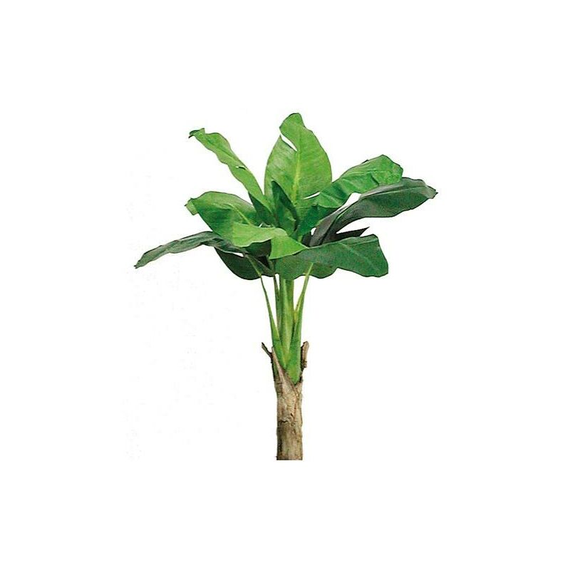 foto del prodotto banano king small seminaturale verde tronco in corteccia di banano h. 80 cm