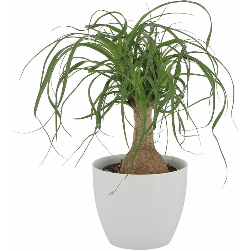 foto del prodotto beaucarnea nolina recurvata con vaso in ceramica pianta mangiafumo h 30 40 cm vaso 14 cm