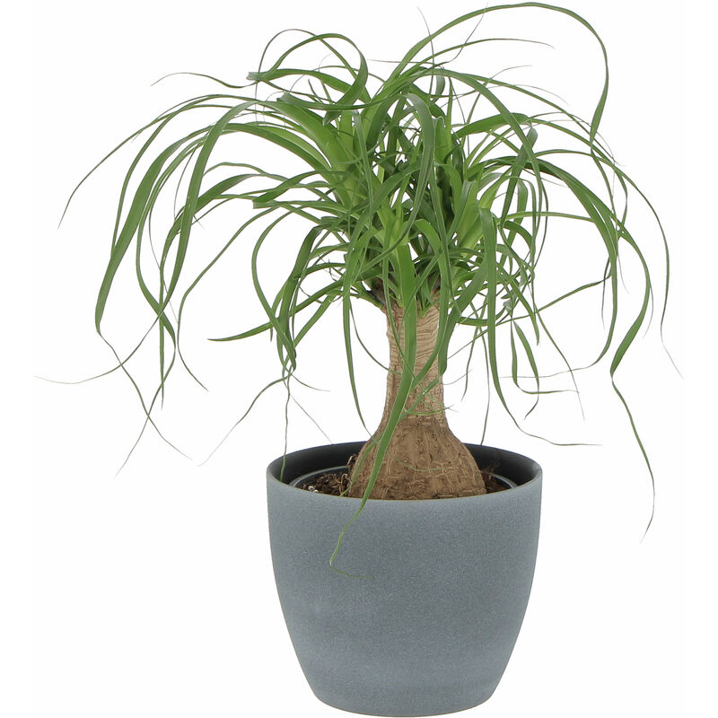 foto del prodotto beaucarnea nolina recurvata con vaso in ceramica pianta mangiafumo h 30 40 cm vaso 14 cm