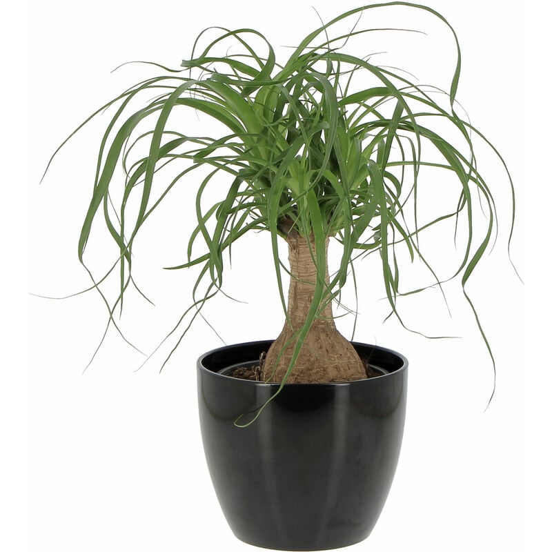 foto del prodotto beaucarnea nolina recurvata con vaso in ceramica pianta mangiafumo h 30 40 cm vaso 14 cm