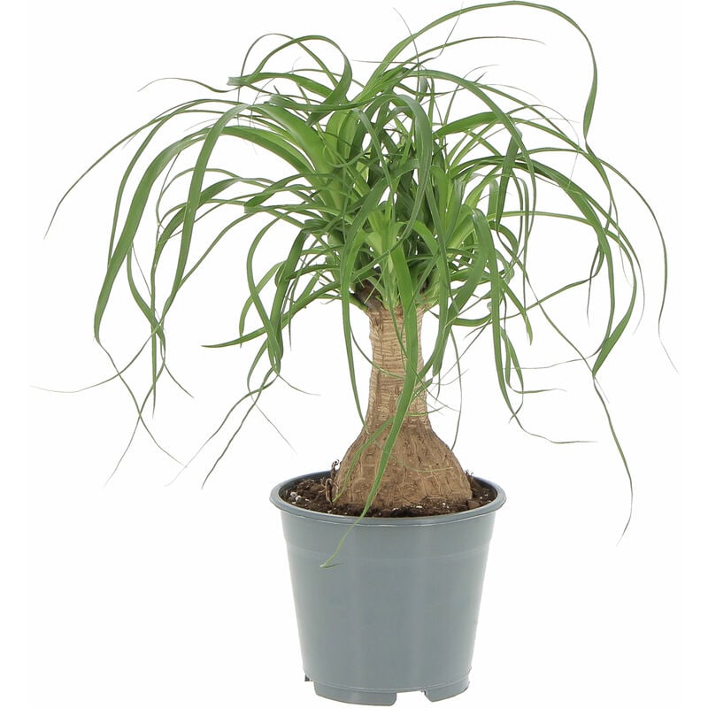foto del prodotto beaucarnea nolina recurvata pianta mangiafumo h 30 40 cm vaso 14 cm